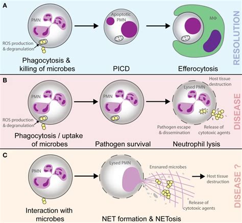Possible Outcomes Of The Interaction Of Microbes With Neutrophils
