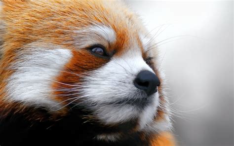 Animals Red Panda Closeup Face Wallpapers Hd Desktop And Mobile