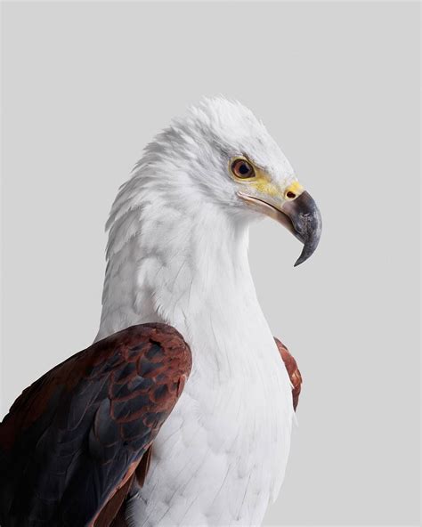 Mr Fords Kingdom On Instagram “african Fish Eagle Animal Factoid