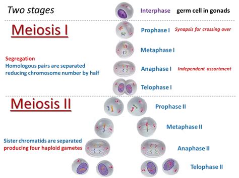 How To Explain The Process Of Meiosis Ii In A Diagram Quora