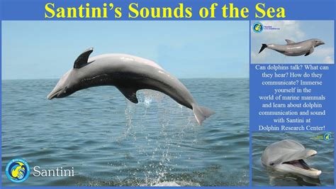 Santinis Sounds Of The Sea Distance Learning Fun For Elementary Age