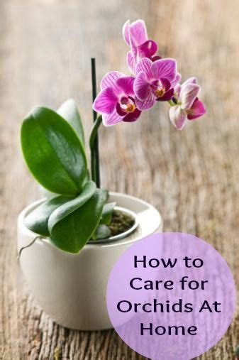 58 Best Images About Orchid Care On Pinterest Plants Spikes And
