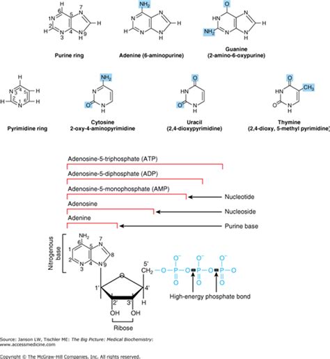 Chapter 4 Nucleosides Nucleotides Dna And Rna Basicmedical Key