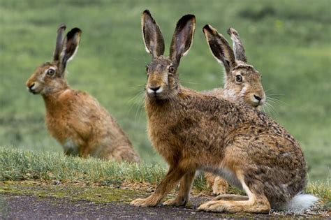 Three Hares By Juho Kuusisto Rabbit Wild Rabbit Wild Hare