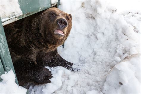 16 Cute Photos Of Grouse Mountains Grizzly Bears Awakening From