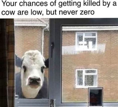 Dont Have A Cow Man Do Have A Cow Meme 25 Pics