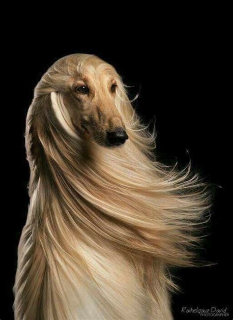 beautiful blonde afghan hound  windswept hair    posing   loreal hair care