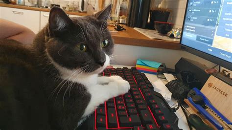 Gaming Cat Rpcmasterrace