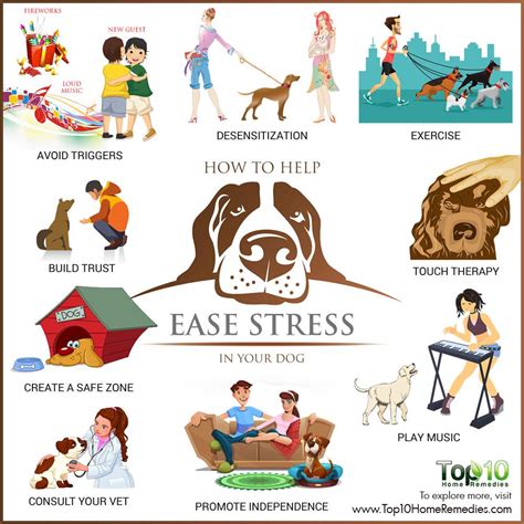 How To Help Your Dog Overcome Stress Top 10 Home Remedies