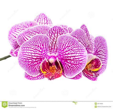 Blooming Beautiful Stripped Lilac Orchid Flower Stock Photo Image Of