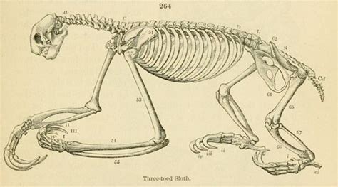 The Three Toed Sloth At Biomedical Ephemera Animal Skeletons