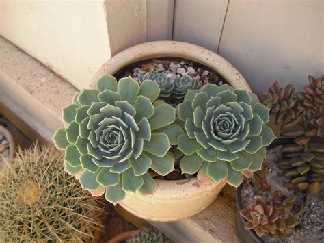 Suculenta Rosa De Pedra Como Cultivar E Cuidar