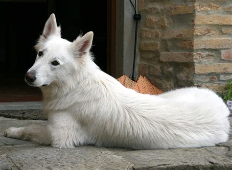 Free Images Vertebrate Dog Breed Animal Portrait White Shepherd