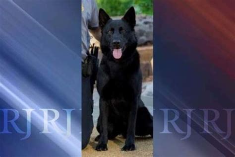 Fallen Police Dog Receives Full Honors Funeral Las Vegas Review Journal