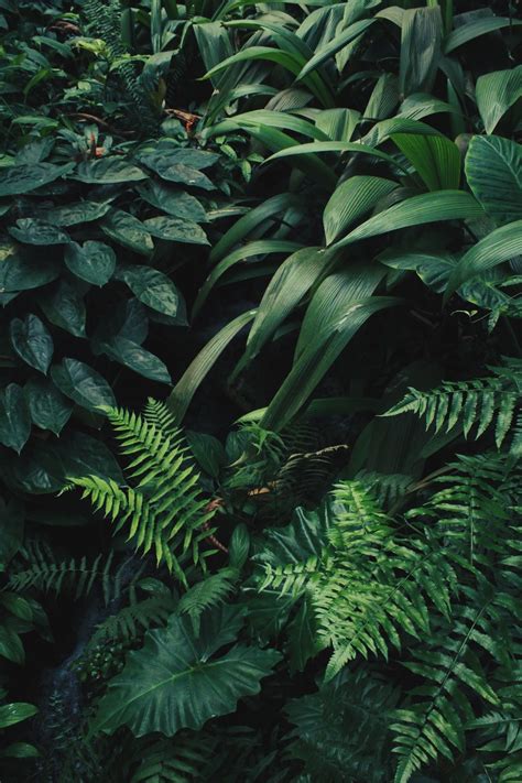 Download Tropical Green Plant Wallpaper Mural Murals By