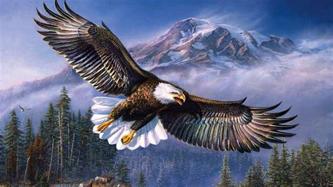 Beautiful Background Bald Eagle In Flight Wings Spread Hd Wallpapers