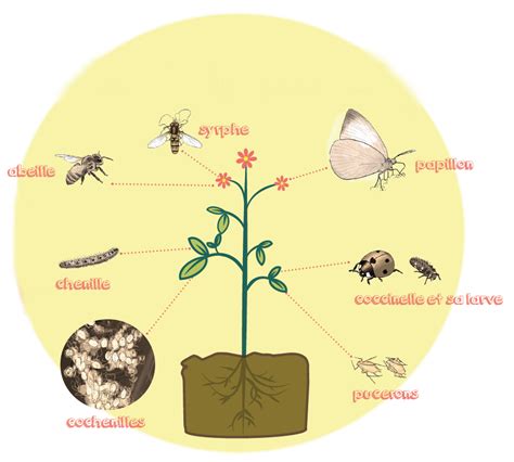Quel Est Le Rôle Des Insectes Autour Des Plantes