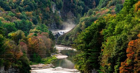 River Trees Forest Nature Landscape Photography