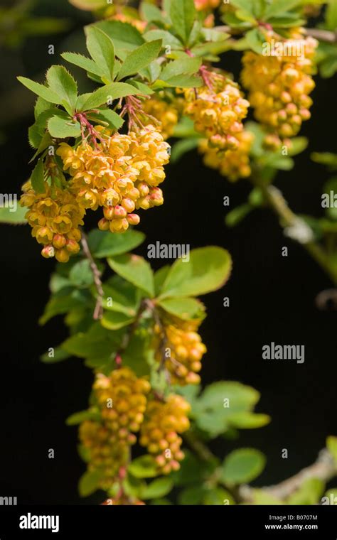 Close Up Of The Bright Golden Yellow Flowers Of The Barberry Berberis