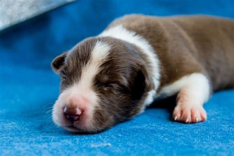 Mini Borders What You Need To Know About Miniature Border Collies