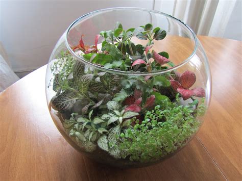 Con ella, los ambientes pueden sin embargo, los cactus y crasas se riegan una sola vez por mes. Crafteando, que es gerundio: Terrarios DIY