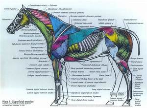 Superficial Muscles Horse Anatomy Horses Horse 