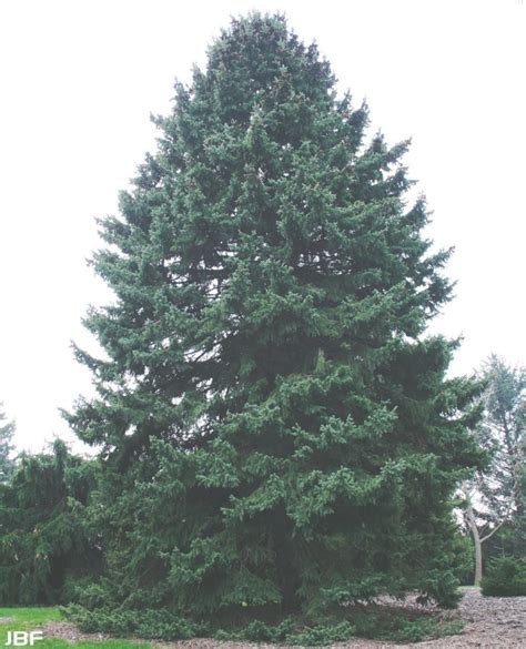 Black Hills Spruce The Morton Arboretum