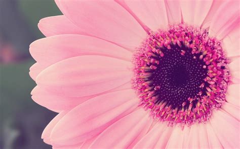 Flowery wallpaper background phone wallpaper frame backgrounds phone wallpapers decor home. Pink Flower Desktop Wallpapers - Wallpaper Cave