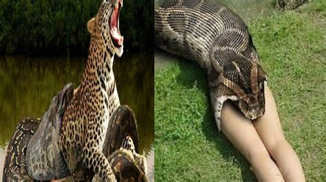 Deer Fight Python Giant Python Snake Attacks Giant Python Fighting