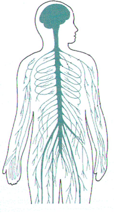 The nervous system maintains internal order within the body by coordinating the activities of muscles and organs, receives input from sense organs, trigger reactions, generating learning and understanding, and providing protection from danger. Central Nervous System Diagram Blank - Human Physiology Neurons The Nervous System Ii / But some ...