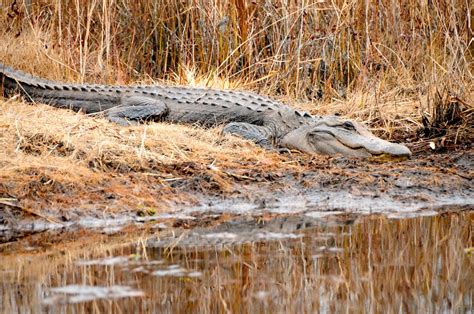 American Alligator Okefenokee Swamp Siddharth Sharma Flickr