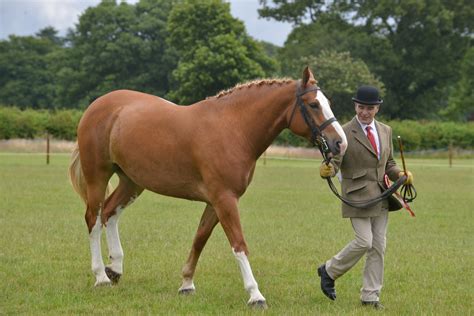 Midlands Irish Draught Horse Show 2015 Event Photography In