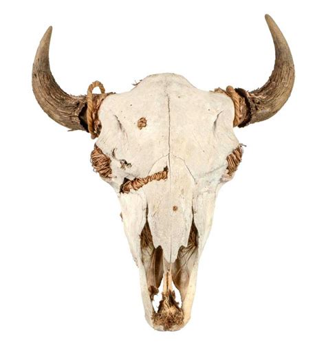 Large Authentic Buffalo Skull