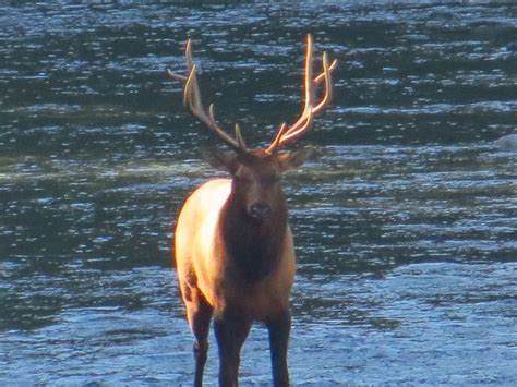 Roosevelt Elk Vancouver Island Bc Gohikingca