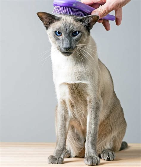 Himalayan cats are a cross between a persian and a siamese. Are Siamese Cats Hypoallergenic And How Much Do They Shed?