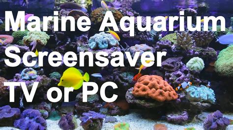 Marine Aquarium Screensaver 🐡🐟🐠 Youtube