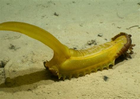 Deep Sea Cucumber Smithsonian Ocean