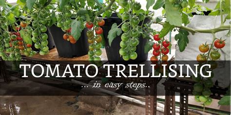 Guide To Trellising Tomato Plants How To Train Tomato Plants