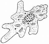 Amoeba Protist Drawing Protists Protozoa Sarcodina Getdrawings Sacco Quentin sketch template