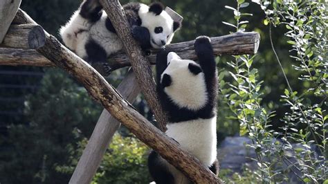 Video Berlin Zoos Twin Panda Cubs Celebrate 1st Birthday