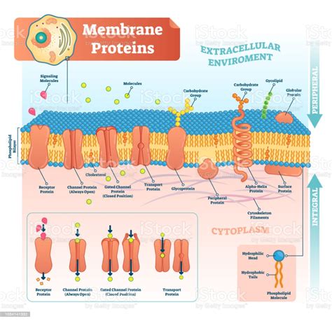 Membrane Proteins Labeled Vector Illustration Detailed Structure