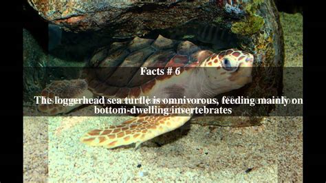 Loggerhead Sea Turtle Top 12 Facts Youtube
