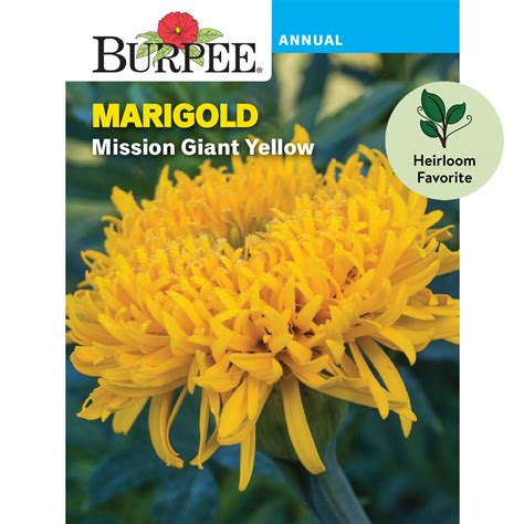 Burpee Mission Giant Yellow Marigold Flower Seed 1 Pack