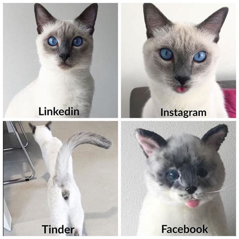 Felippo Blue Point Siamese Cat On Instagram Whats Your Fav 😸