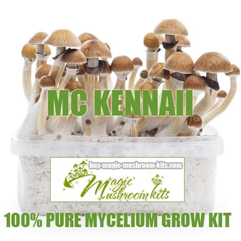 Mckennaii 100 Mycelium Grow Kit Buy Magic Mushroom