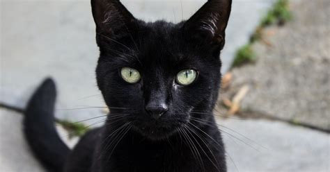 13 Things Only Black Cat Owners Understand