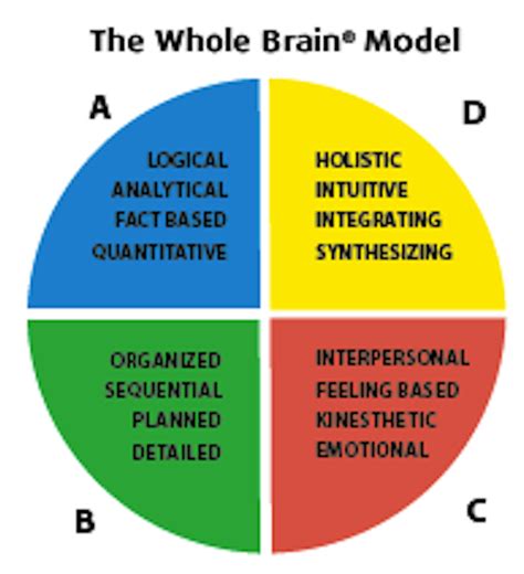 The Whole Brain Model With Four Sections Labeled