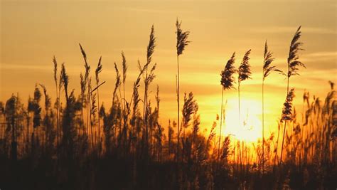 High Reed Against Sunset Sky In Wind Day Stock Footage Video 2420000