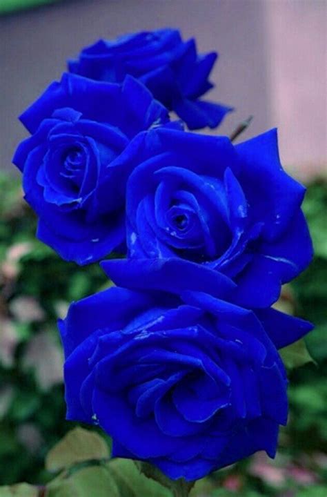 620 Best Blue Flowers Images On Pinterest Beautiful