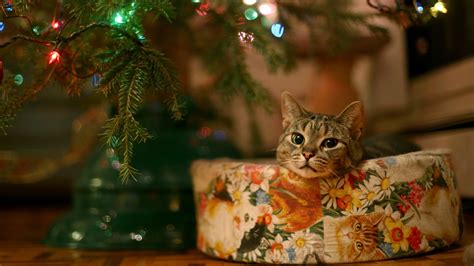 Animals Cat Christmas Wallpapers Hd Desktop And Mobile Backgrounds